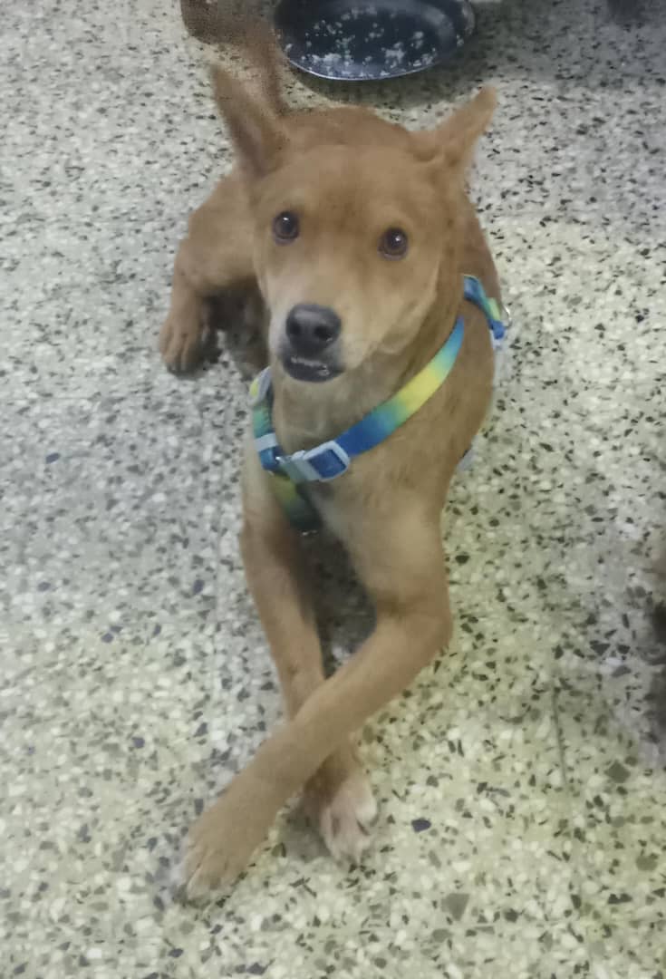 Perro en adopción